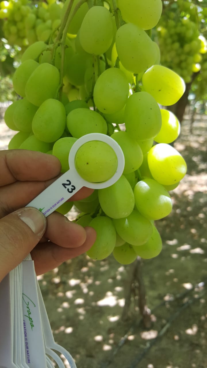 Table Grapes Detail 3